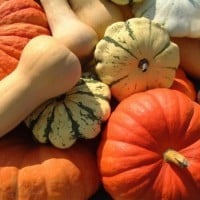 winter squashes