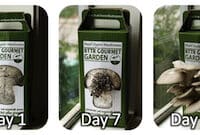 Mushroom Garden_Day1sm