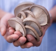 Mushrooms in Handsm