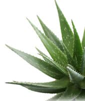 aloe vera plant
