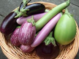 eggplant harvest in basket