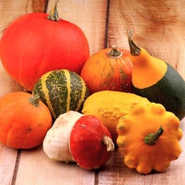 Squash varieties