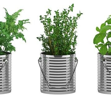 Basil, thyme, and parsley in cans