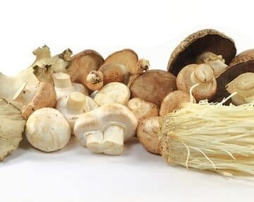 mixed culinary mushrooms