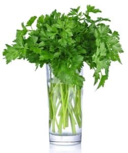 Parsley bunch in a glass