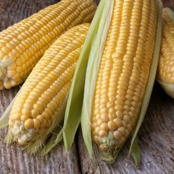 Fresh corn on table