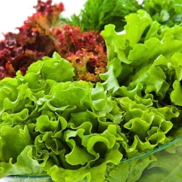 Lettuce varieties