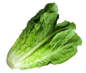 Romaine lettuce