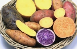 potato varieties