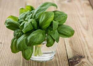 Fresh Basil in a glass