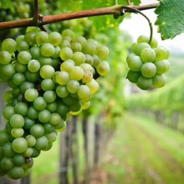 White grapes in a vineyard