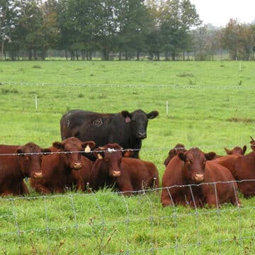 Grass-fed Steer in field