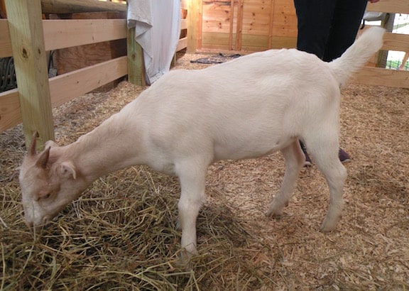 Baby goat at Woodstock Farm Animal Sanctuary
