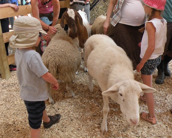 Children with sheep and goats at Woodstock Farm Animal Sanctuary