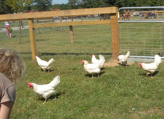 Hens at Woodstock Farm Animal Sanctuary
