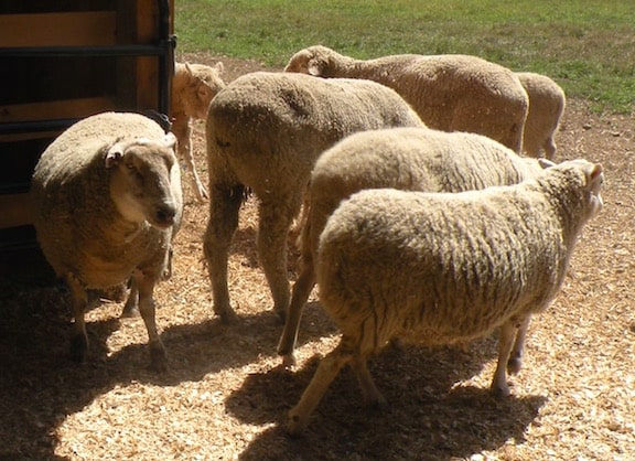 Sheep at Woodstock Farm Animal Sanctuary