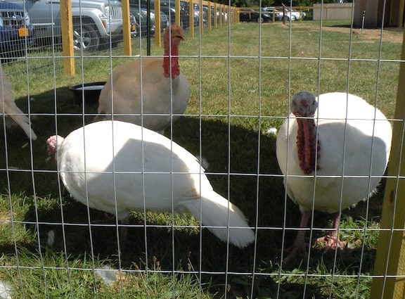Turkeys at Hens at Woodstock Farm Animal Sanctuary