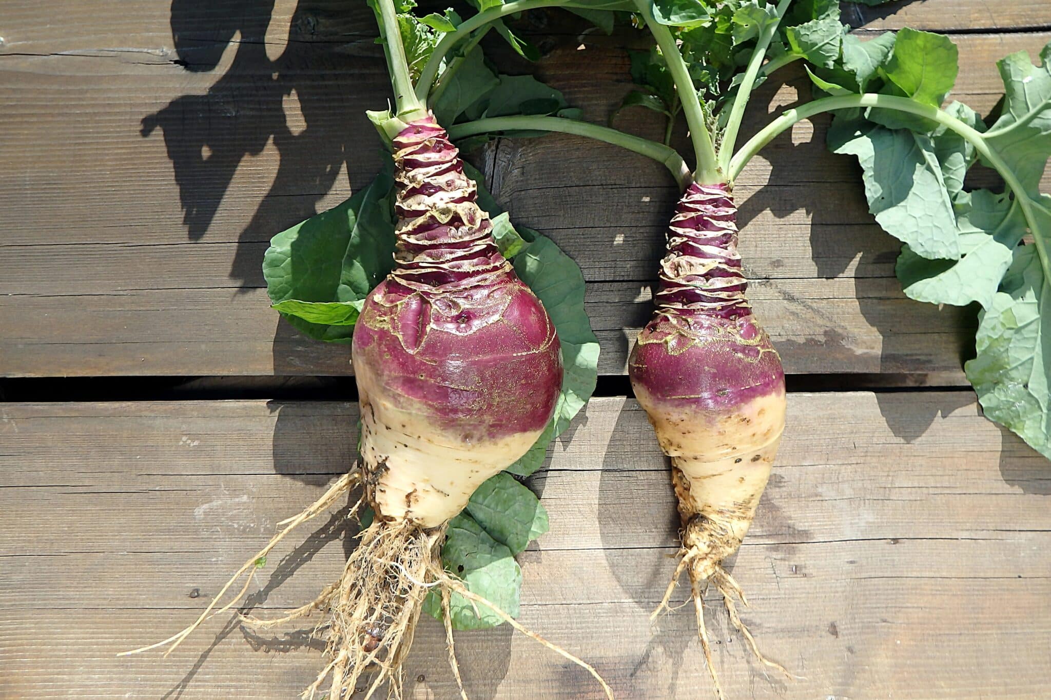 rutabaga on a wooden table