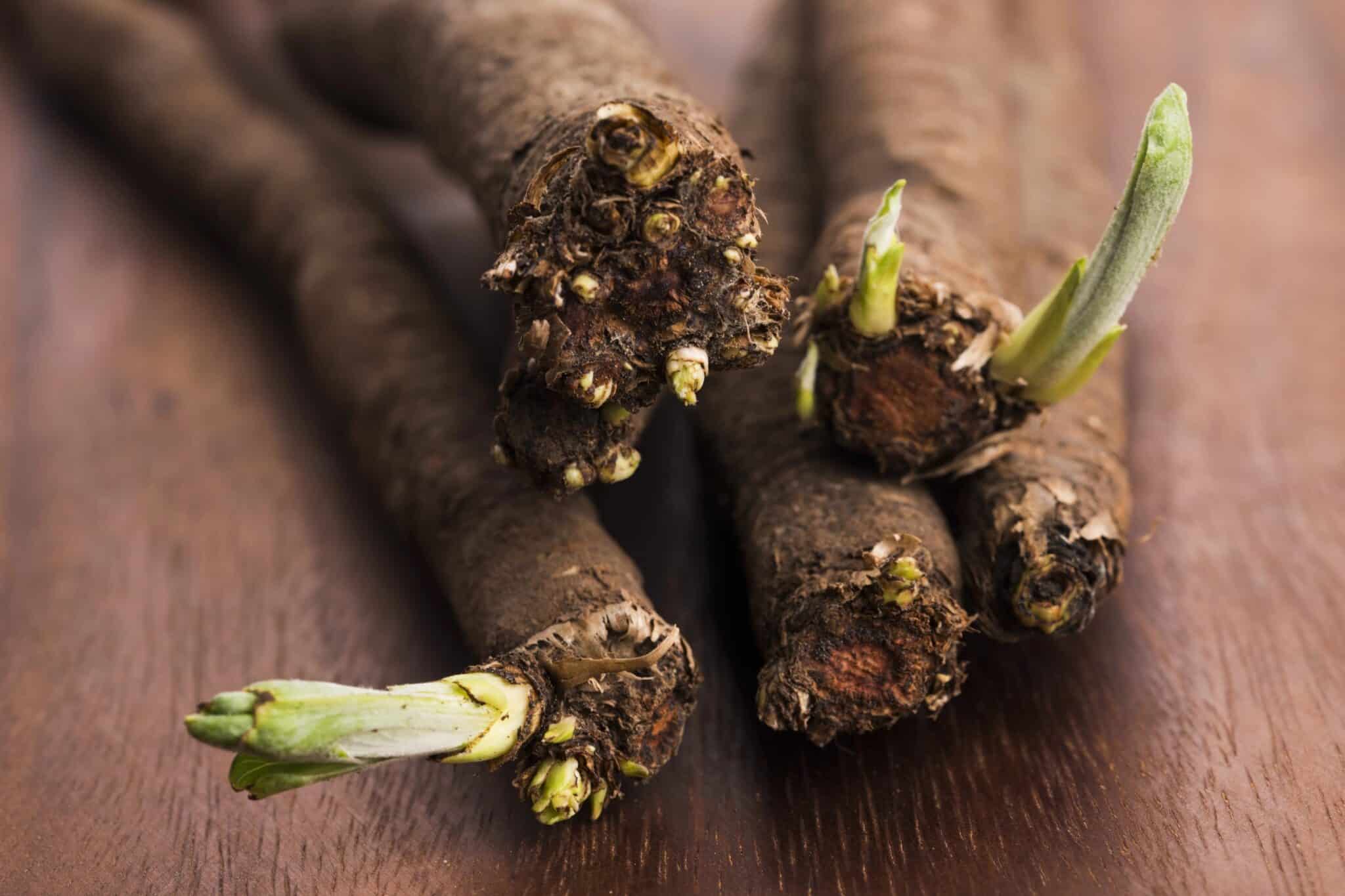salsify root vegetable