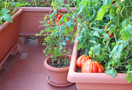 Creative Tips For Starting Your Own Urban Garden