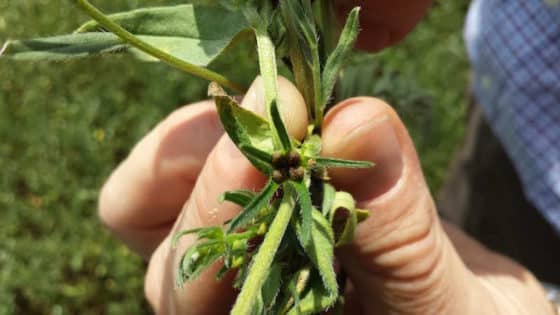 ahiflower-seeds-on-plant