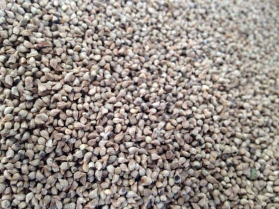 close-up-of-ahiflower-seeds