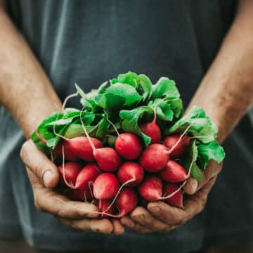 Organic vegetables. Farmers hands with freshly harvested vegetables. Horse radish