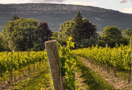 Whitecliff winery