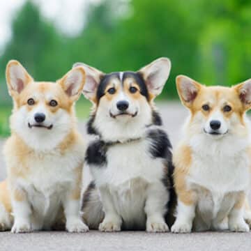 Three cute dogs